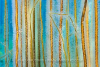 Bootlace Seaweed With Stalked Jelyfish, UK