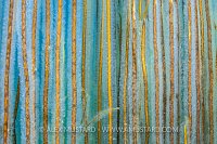 Bootlace Seaweed With Stalked Jelyfish, UK