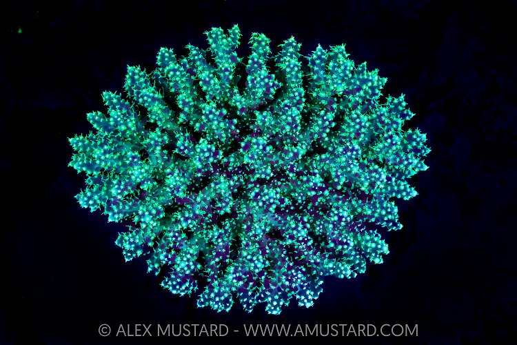 Glowing Coral, Maldives