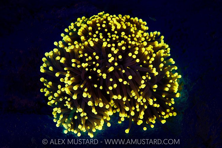 Glowing Coral, Maldives