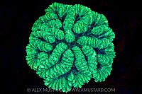 Glowing Coral, Maldives