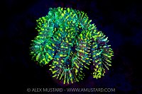 Glowing Coral, Maldives