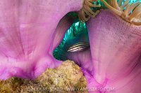 Cardinalfish In Anemone, Maldives