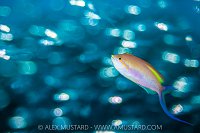 Anthias Bokeh, Maldives