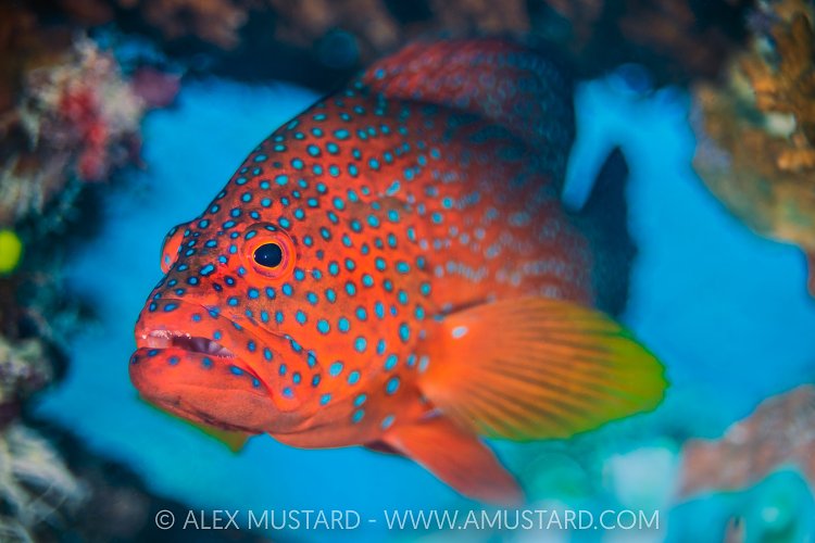 Coral Grouper, Maldives
