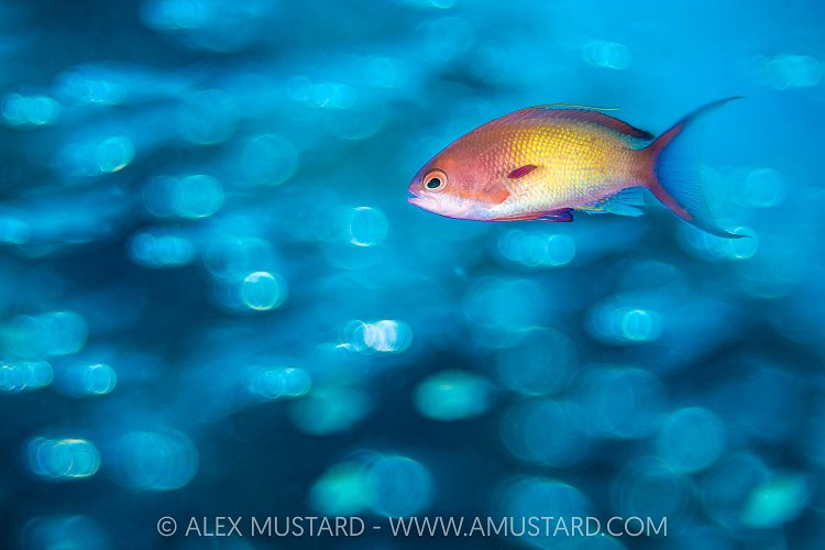 Anthias And Glassfish, Maldives