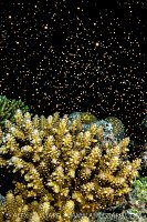 Coral Spawning, Maldives