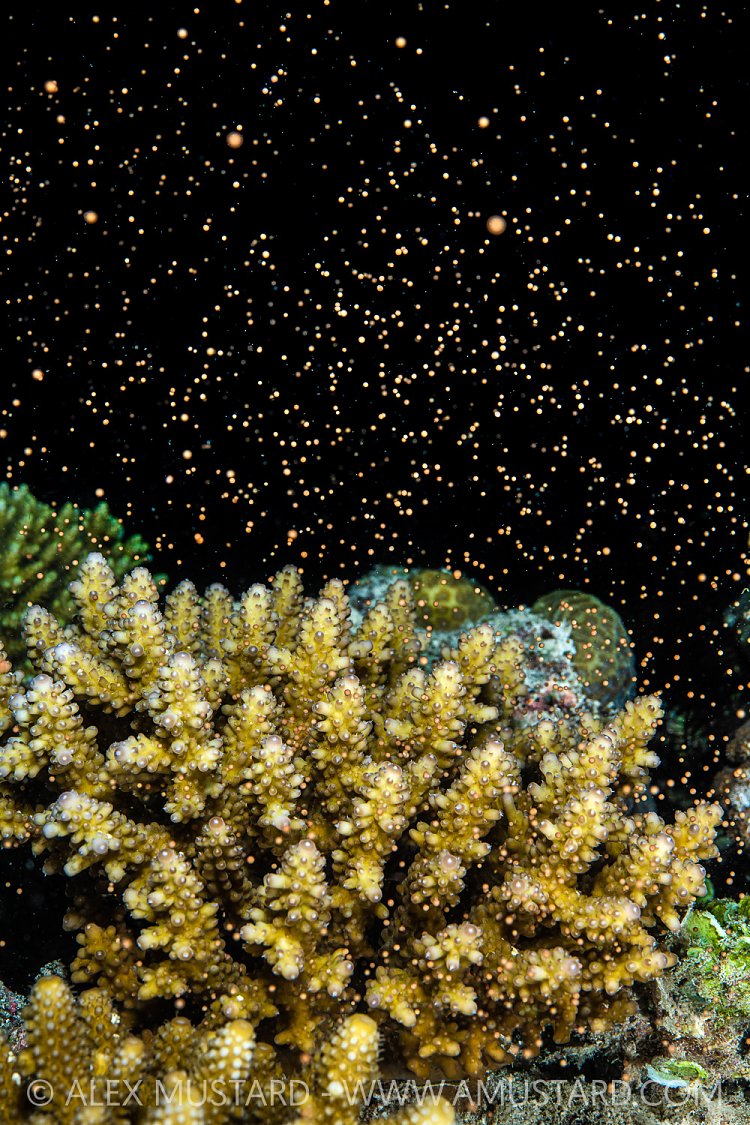 Coral Spawning, Maldives