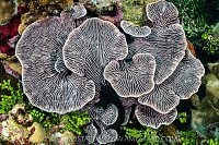 An Intricate Patterned Sponge, Maldives