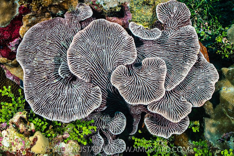 An Intricate Patterned Sponge, Maldives