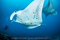 Reef Mantas, Maldives