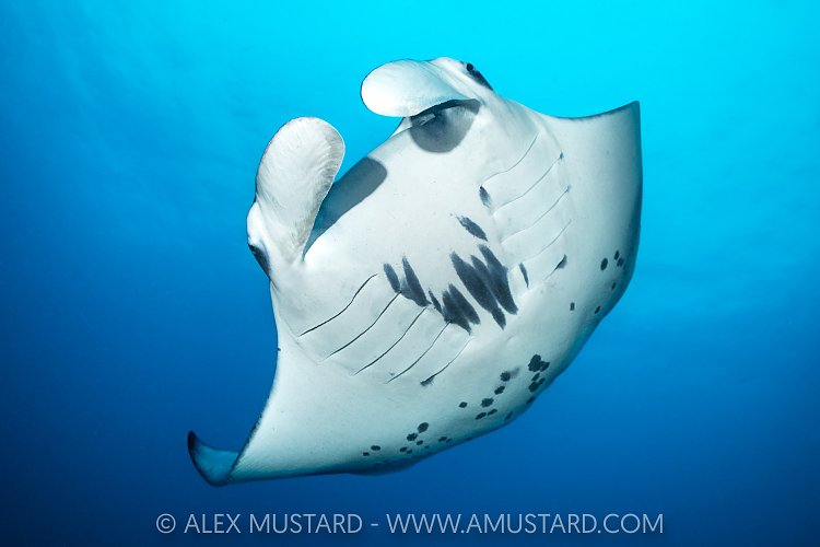 Reef Manta Incoming, Maldives