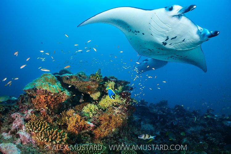 Reef Manta At Cleaning Station, Maldives