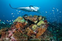 Reef Manta At Cleaning Station, Maldives