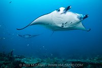 Reef Manta Pair, Maldives