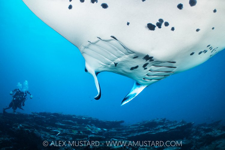Reef Manta, Maldives