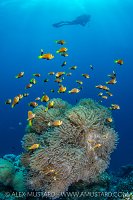 Busy Anemone with Diver, Maldives