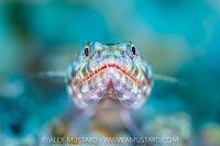 Lizardfish Ambush, Maldives