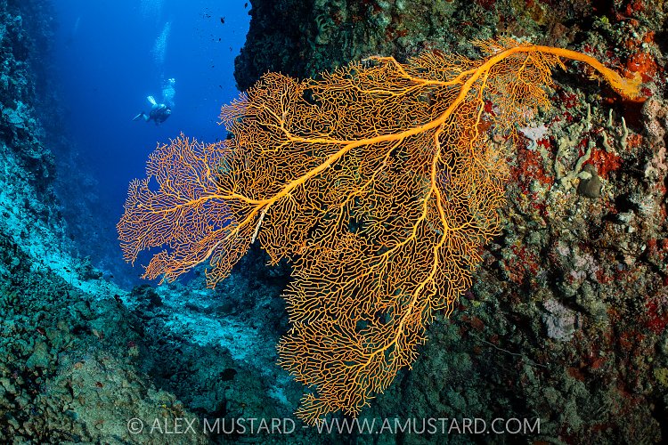 Seafan On Wall, Maldives