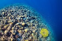 Coral Rich Reef Wall, Maldives