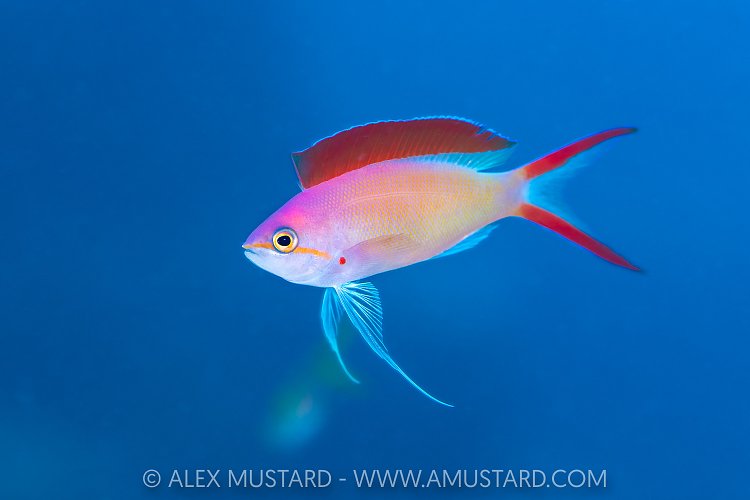 Blue Flame, Maldives