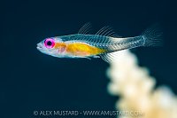 Backlit Goby, Maldives