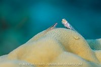 The Meeting, Maldives