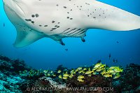Reef Manta, Maldives
