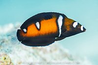 Coris Portrait, Maldives