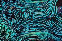 Goby On Giant Clam, Maldives