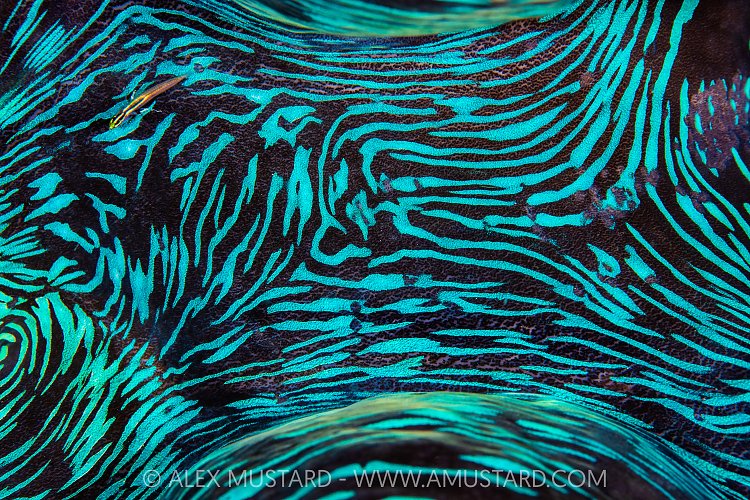 Goby On Giant Clam, Maldives