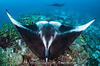 Reef Manta, Maldives
