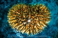 Coral Heart, Maldives