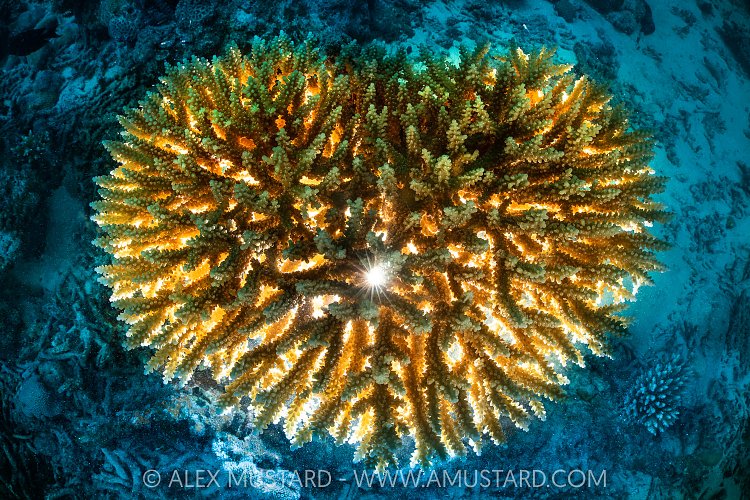 Coral Heart, Maldives
