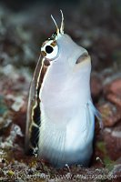 Blenny Portrait, Maldives