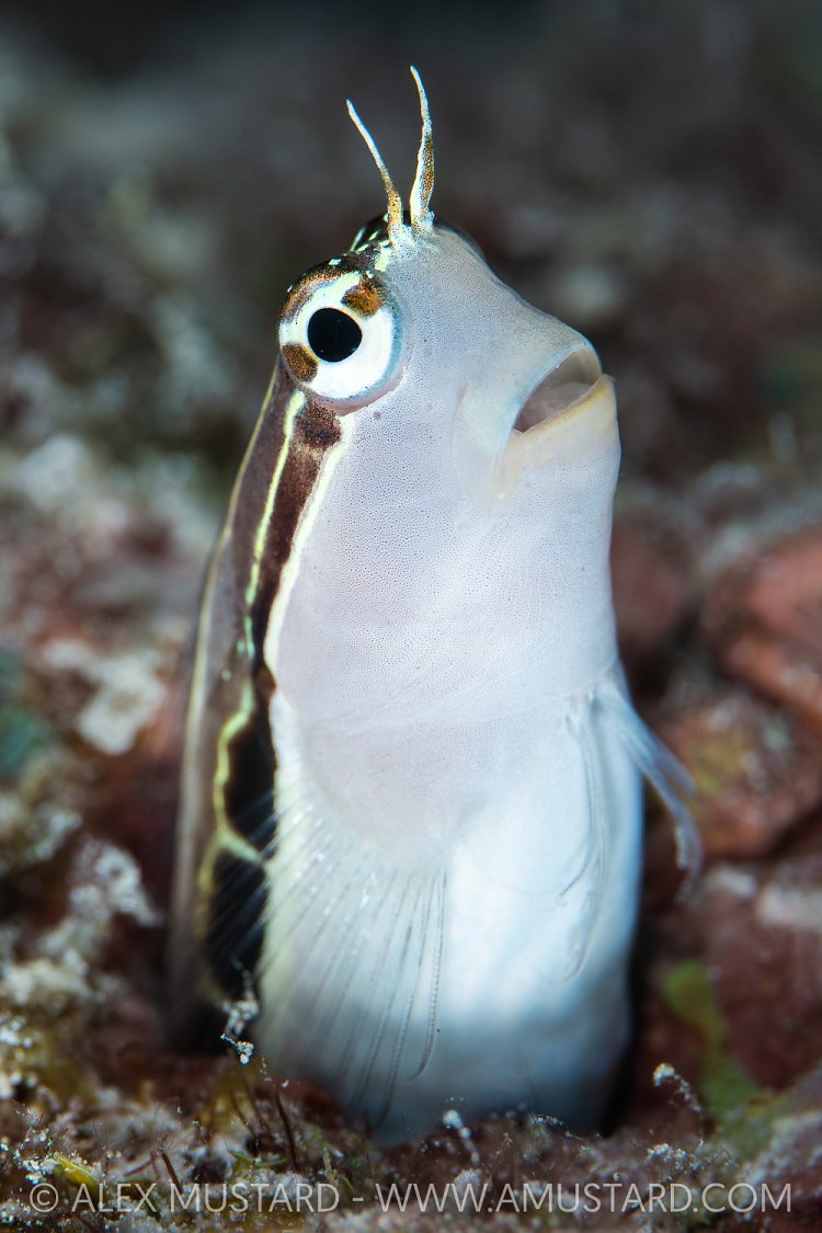 Blenny Portrait, Maldives