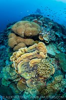 Hard Coral Reef With Diver, Maldives