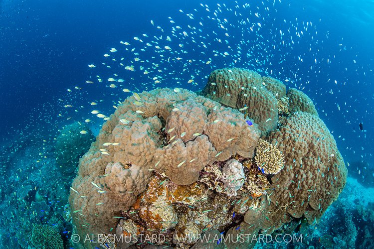 Fish And Coral, Maldives
