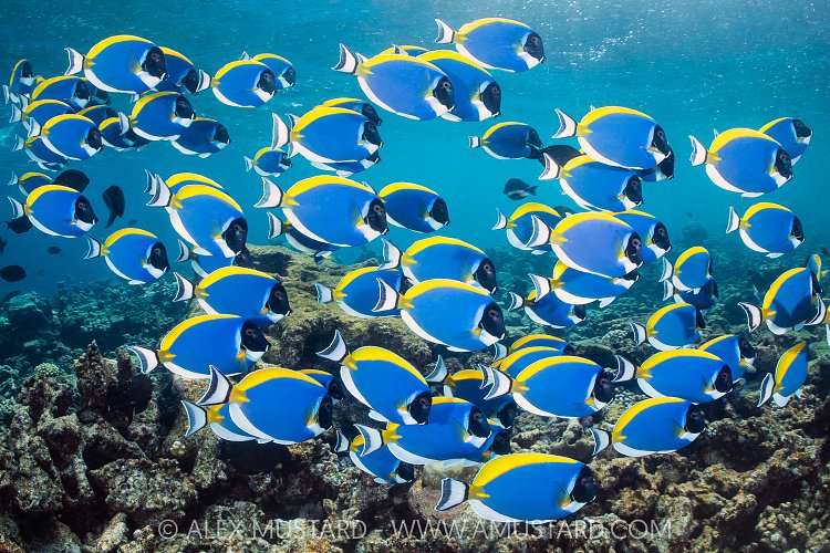 Powderblue Surgeonfish School, Maldives
