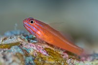 Pygmy Goby, Maldives