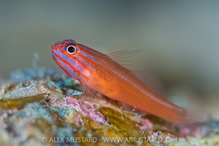 Pygmy Goby, Maldives