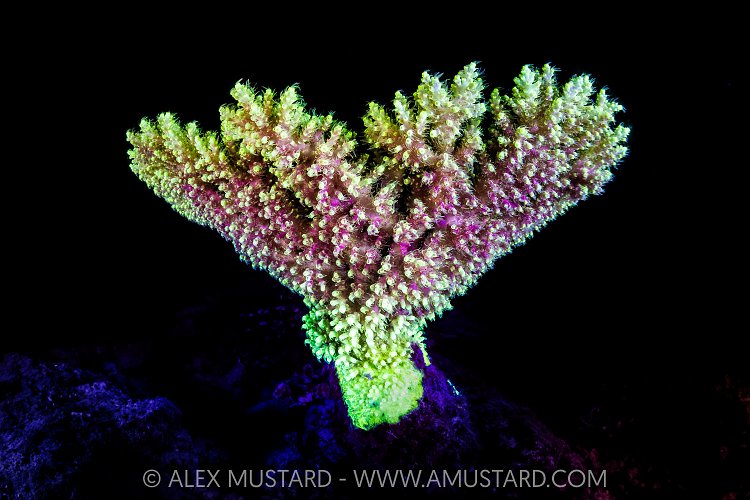 Fluorescent Coral, Maldives