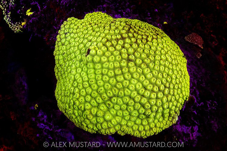 Coral Fluorescence, Maldives
