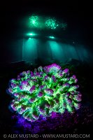 Fluorescent Coral With Jetty, Maldives