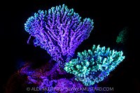 Fluorescent Corals, Maldives