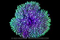 Fluorescent Coral, Maldives