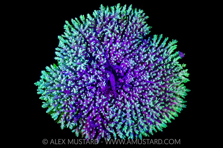 Fluorescent Coral, Maldives