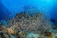 Glassfish School On Reef, Maldives