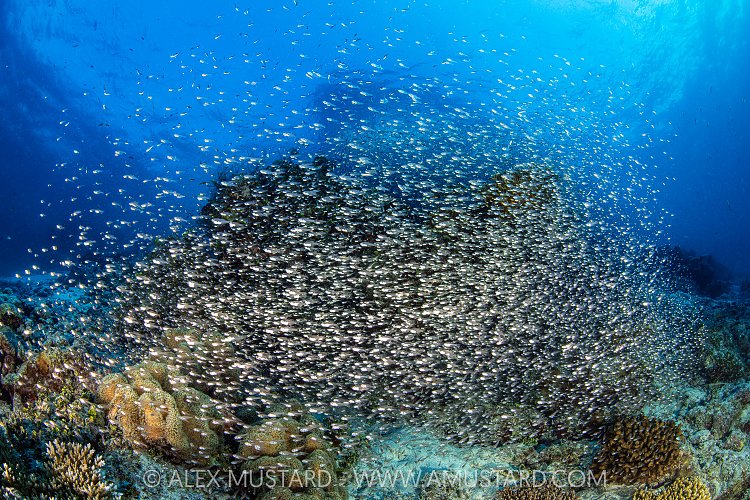 Glassfish School On Reef, Maldives
