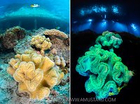 Fluorescent Leather Corals, Maldives